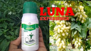 BAYER LUNA EXPERIENCE  Systemic Fungicide [upl. by Clifton256]