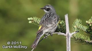 Yellowrumped Warbler [upl. by Aremmat]