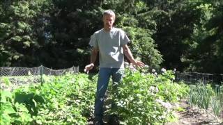 HOW TO GROW POTATOES Planting Growing Harvest Storage [upl. by Roydd]