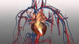 The Heart and Major Vessels  PART 1  Anatomy Tutorial [upl. by Penelopa]