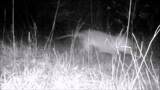 Possible Thylacine Tasmanian Tiger Trail Cam Footage [upl. by Akitahs]