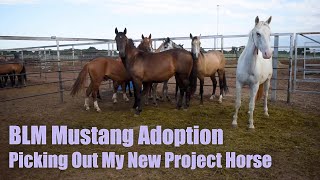 BLM MUSTANG ADOPTION  Picking Out My New Project Horse [upl. by Love]