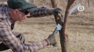 Ask an Arborist The ABCs of Pruning [upl. by Marijo]