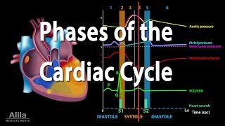 The Cardiac Cycle Animation [upl. by Rena355]