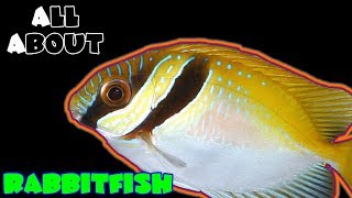 All About The Two Barred Rabbitfish [upl. by Ynoyrb153]