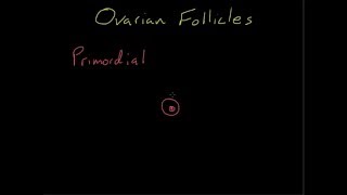 Differentiating Ovarian Follicles [upl. by Llerreg837]