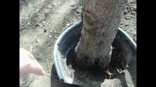 How to Get Rid of Peach Tree Borers [upl. by Adla]