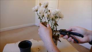 Making New Plants From A Cut Flower Bouquet [upl. by Ottavia]