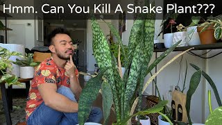 How to Care and Propagate Snake Plants  Sansevieria Whale Fin [upl. by Nady]