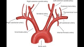 Aorta And Its Branches Anatomy [upl. by Ambros]