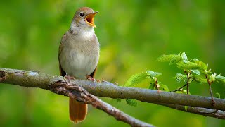 Nightingale Singing The Best Bird Song in the World  Luscinia megarhynchos [upl. by Lepp]