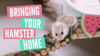 Bringing home your Hamster  What to expect [upl. by Monto640]