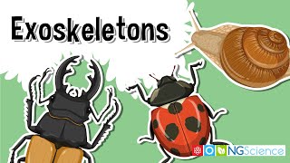 Exoskeletons – The Armor of the Arthropods [upl. by Trebleht690]