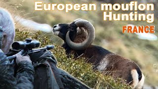 European mouflon Hunting in France  Chasse au Mouflon en France  2020 [upl. by Zzaj]