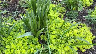 Plant Review Creeping Jenny or Creeping Charlie aka Lysimachia [upl. by Nihhi]