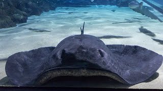 Facts The ShortTail Stingray [upl. by Ailak]