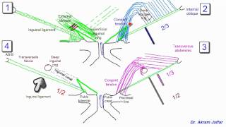 Anatomy of the inguinal region simplified [upl. by Suirtimed]