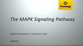 The MAPK Signaling Pathway [upl. by Yelrebmyk]