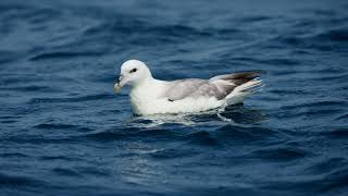 Fulmarus Glacialis Duck display [upl. by On]