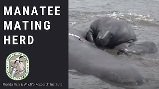 Manatee Mating Herd [upl. by Antonia]