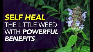 Self Heal — The Little Weed With POWERFUL Benefits [upl. by Seigler]