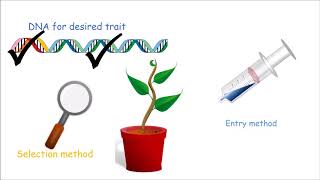 How to Make a Genetically Modified Plant [upl. by Harobed]