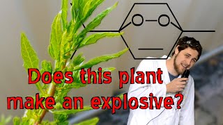 Epazote a herb with explosives [upl. by Bocaj]