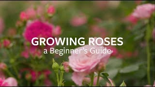 How to grow Roses  Grow at Home  Royal Horticultural Society [upl. by Hertha]