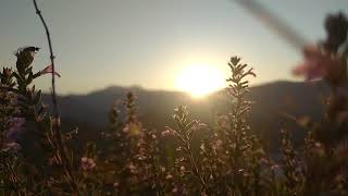 Beautiful Sunrise amp The Flowers  NO COPYRIGHT VIDEO  NATURE [upl. by Nihcas]