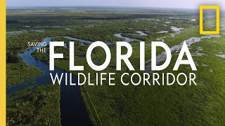 Saving the Florida Wildlife Corridor  National Geographic [upl. by Anaib]