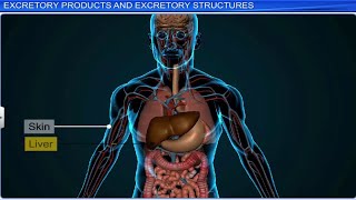 CBSE Class 11 Biology  Excretory Products and Their Elimination  Full Chapter  By Shiksha [upl. by Greenwell]