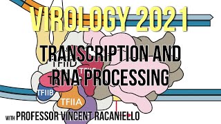 Virology Lectures 2021 7 Transcription and RNA Processing [upl. by Anatollo]