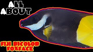 All About The Bicolor Fiji Foxface [upl. by Ikuy]