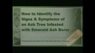 Recognize an Emerald Ash Borer Attack [upl. by Erodasi3]