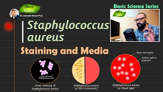 Staphylococcus aureus  Gram Staining  Growth Media  MSA  Blood Agar  Basic Science Series [upl. by Palma893]