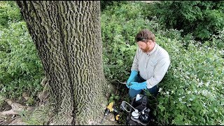 Emerald Ash Borer Treatment [upl. by Nevin639]