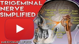 Trigeminal Nerve Anatomy  Cranial Nerve 5 Course and Distribution [upl. by Karim89]