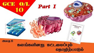 கலம்  Cell structure amp function  Grade 10 Science  GCE OL Tamil Medium [upl. by Saisoj982]