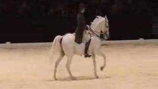 Pirouette  Canter pirouette  Dressage horse [upl. by Gemma]