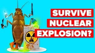 How Can A Cockroach Survive A Nuclear Explosion [upl. by Treblihp]