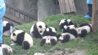 Baby Pandas bottle feeding [upl. by Gustavo23]