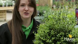 How to clip your topiary bush to shape [upl. by Giustino]