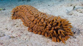 Facts The Sea Cucumber [upl. by Otrebliw207]