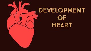 Development of Heart [upl. by Megargee]