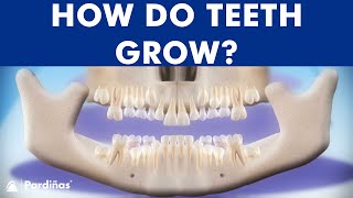 INCREDIBLE Tooth eruption process  How do teeth grow © [upl. by Leumek]