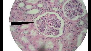 Histology for Beginners [upl. by Latsyk881]