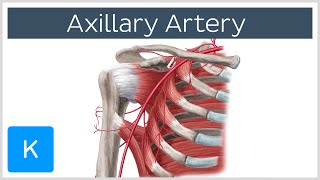 Axillary Artery  Location amp Branches  Human Anatomy  Kenhub [upl. by Vierno244]