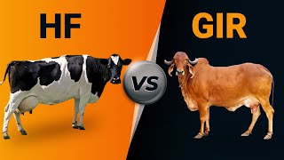 Hf vs Gir Cow [upl. by Ynolem209]