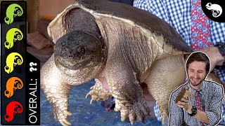 Common Snapping Turtle The Best Pet Turtle [upl. by Delwin]