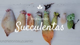 Como Propagar Suculentas por hoja paso a paso  How to propagate succulents step by step CC English [upl. by Imik]